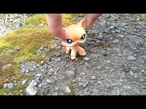 Видео: Lps: коты воители