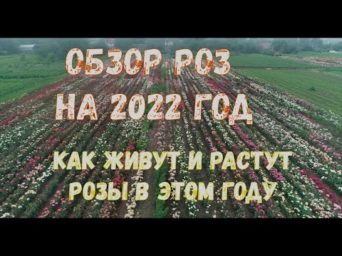Видео: Вести с полей. Обзор сортов роз на 2022 год.