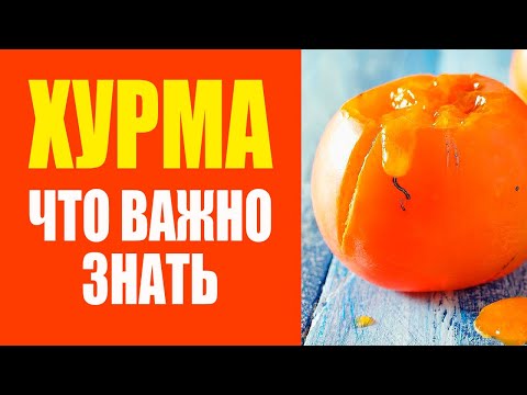 Видео: Вся правда о хурме: польза, вред и возможные последствия