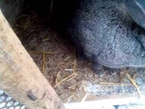 Видео: Как лечить ринит у кроликов