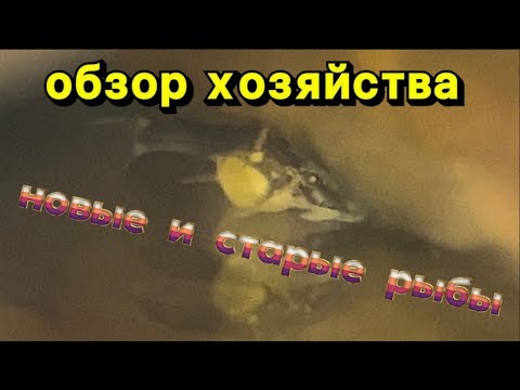 Видео: ОБЗОР НОВЫХ И СТАРЫХ РЫБ! Мальки L184, L181, Рио Парагвай и анциструса медовые соты