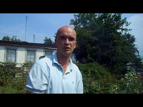 Видео: МАЛИНА ХИМБО-ТОП. ОЧЕНЬ УРОЖАЙНАЯ.