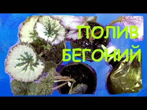 Видео: Полив ризомных бегоний. Недостатки полива в поддон.