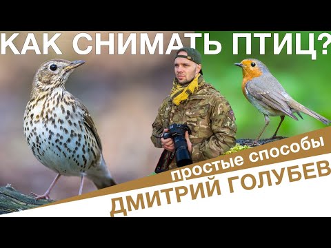 Видео: Как снимать птиц? Щурки, зяблики. С подхода и из скрадка. Бердвочинг