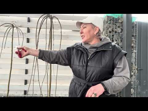 Видео: . Шелковица - Пендула в Сибири. Может ли расти и что надо сделать?