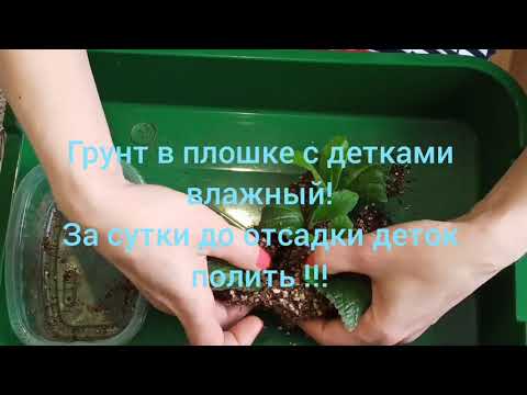Видео: Стрептокарпусы от листа!  Отсаживаю деток!