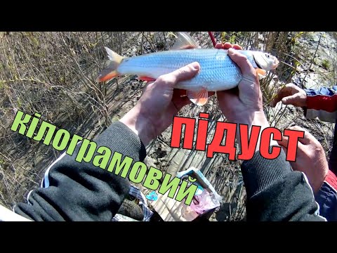 Видео: ЛОВЛЯ ПОДУСТА . рыбалка на донку . фидер.р.Тиса