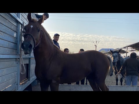 Видео: Туркестан Мал Базар. Жылкы Айғыр Бие Тай Байтал 06.10.2024