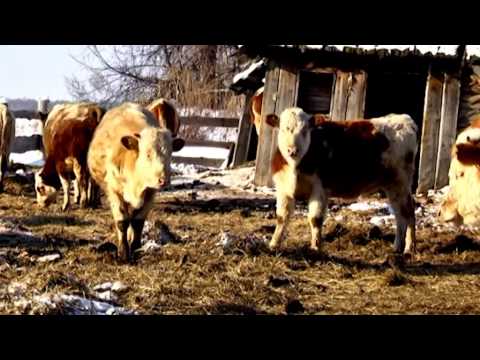 Видео: Два шага но карте Восточная Нива