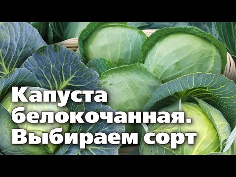 Видео: Отличные сорта белокочанной капусты  Ранние, засолочные, для хранения