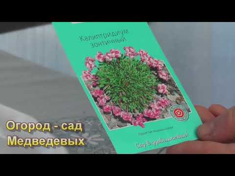 Видео: Какие цветы я посею в конце марта