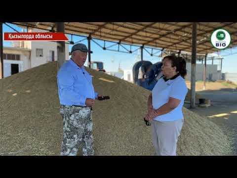 Видео: Күріштің жаңа сорты -«Сыр Сұлу». Ы.Жақаев атындағы Қазақ күріш шаруашылығы ҒЗИ-ң жетістігі.