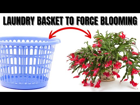 Видео: Рождественский кактус: принудительное цветение с помощью корзины для белья | Увеличьте цветение |...