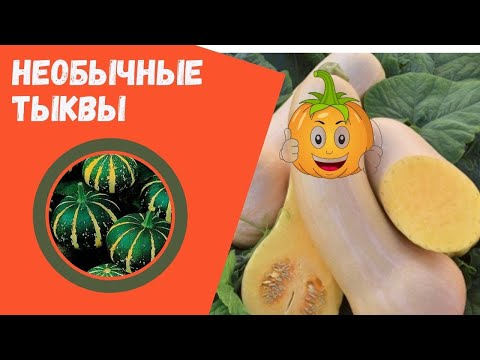 Видео: Необычные тыквы.