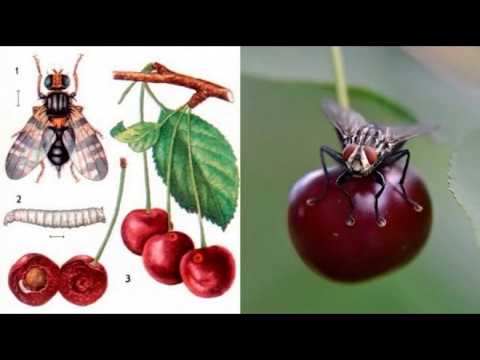 Видео: ВРЕДИТЕЛИ ПО ОВОШКИТЕ / I ЧАСТ - Листни въшки и акари / Препарати за тяхното елиминиране