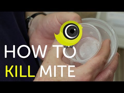Видео: Как уничтожить клеща | Лучшие советы для Canary Room