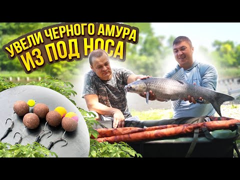 Видео: КАРПОВАЯ РЫБАЛКА НА МЕГА НАСАДКИ И НОВЫЙ МОНТАЖ. Черные амуры на Золотом Берегу и новый BIG FISH.
