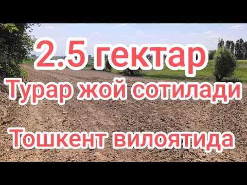Видео: Тошкент вил бука тумани ☎️☎️☎️+998942166435