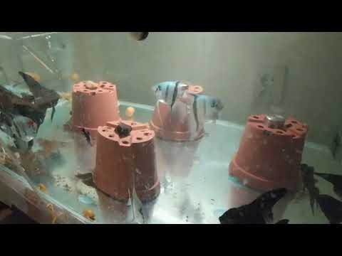 Видео: Проходимец . Волшебный аквариумный ил . Обзор разводни 18 ноября .