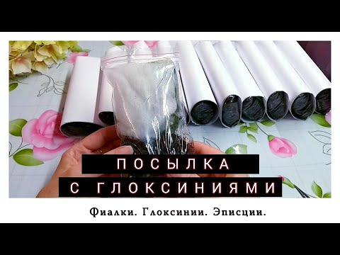 Видео: Посылка с глоксиниями. Распаковка. #gloxinia