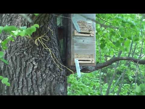 Видео: Проверка ловушек 06.06.2020
