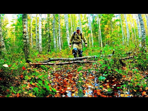 Видео: Грибник зашел в ЛЕС нашел БОЛОТО такого НЕ ОЖИДАЛ! Клюква хоть мешками собирай! Ягоды и грибы