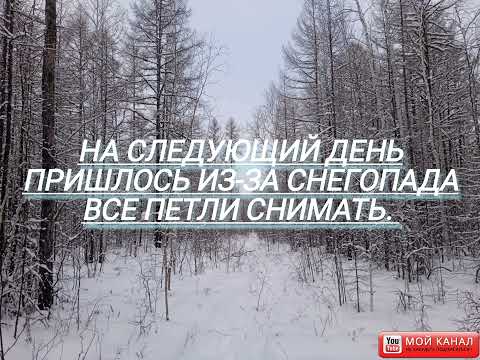 Видео: Проверка петель на зайца.