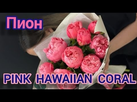 Видео: Пион PINK HAWAIIAN CORAL. Достойный и недооценённый сорт.