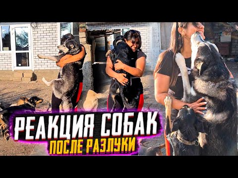 Видео: Реакция собак на мой приезд😍Не видели меня 10 дней. Бабушка подобрала умирающего щенка-скелетика.