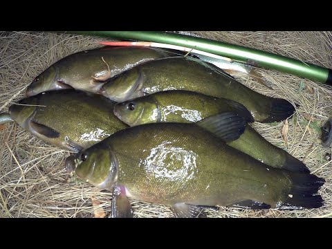 Видео: Ловля ЛИНЯ НА ПОПЛАВОК - обычные удочки с пером, рыбалка на диком пруду
