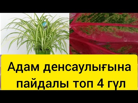 Видео: АДАМ ДЕНСАУЛЫҒЫНА ПАЙДАЛЫ ТОП 4 ГҮЛ