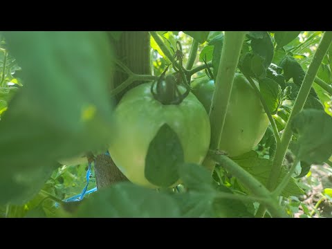 Видео: Защо не колтуча домати 🍅🍅🍅