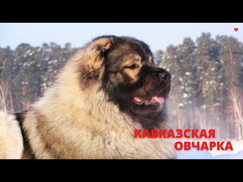 Видео: КАВКАЗСКАЯ ОВЧАРКА