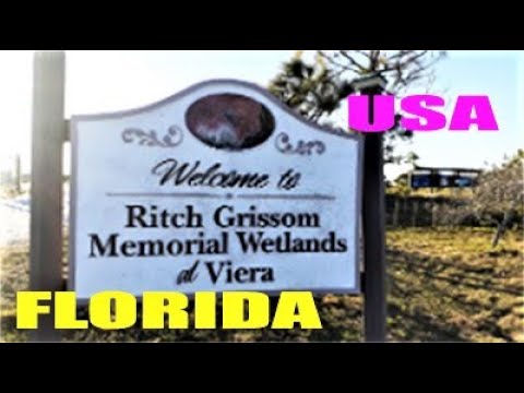 Видео: Birds Wetland Part II / Птицы Болотно-водные угодья Часть II