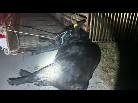 Видео: Это было ШОКИРУЮЩЕ — Она беспомощна — Мы должны были помочь