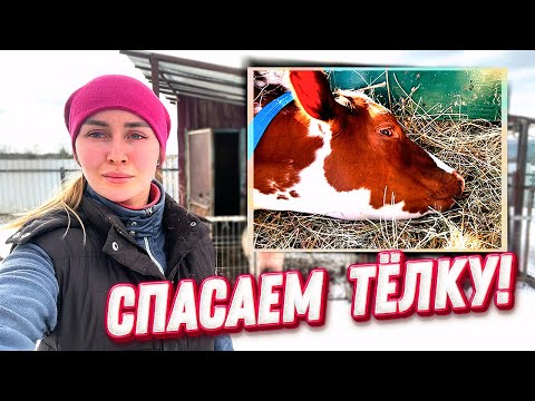Видео: Приезд Ветеринара и Наши Планы на Весну | Молодая Ферма