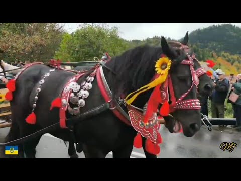 Видео: Святкують всі !!!
