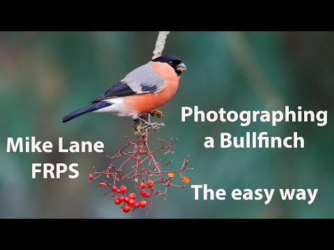 Видео: Фотографировать снегиря – простой способ