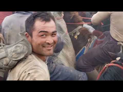 Видео: НИШОН ТУМАНИ 8.СОВХОЗДАН ГОЛИБ ЧОБОГОНИ КУПКАРИСИ 17.11.2023.