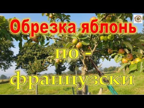 Видео: Как французы производят обрезку яблочного сада.