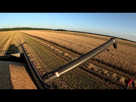 Видео: Первый выезд на зерновые культуры и очень насыщенный день уборочной