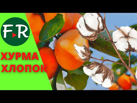 Видео: Хурма и хлопок в междурядье. Как выращивают хурму в Кыргызстане.