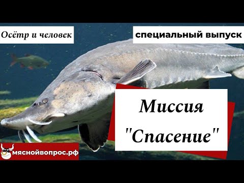 Видео: Осетр и человек. Миссия "Спасение".