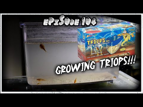 Видео: Делюкс-комплект Triassic Triops (дни 1–8)