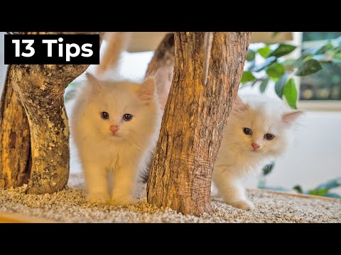 Видео: Советы тем, кто принёс домой котёнка (полное руководство для начинающих) | The Cat Butler