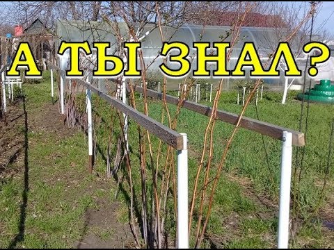 Видео: МАЛИНА: обязательно сделайте это ВЕСНОЙ!