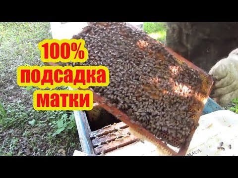 Видео: 100% СПОСОБ, СМЕНА И ПОДСАДКА ПЛОДНОЙ МАТКИ ЧЕРЕЗ ИЗОЛЯТОР