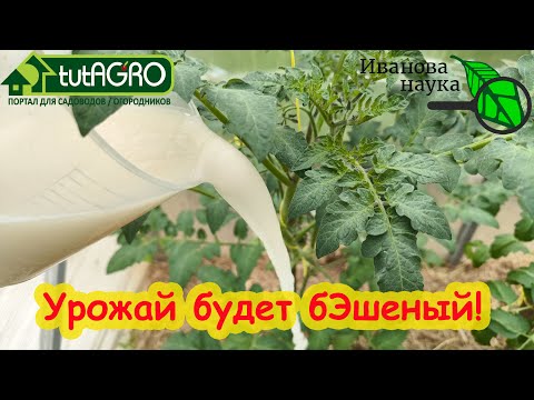 Видео: СРОЧНАЯ ОСТАНОВКА ЖИРОВАНИЯ ТОМАТА ДРОЖЖАМИ. Антижир для томата. Урожай прёт как на дрожжах!