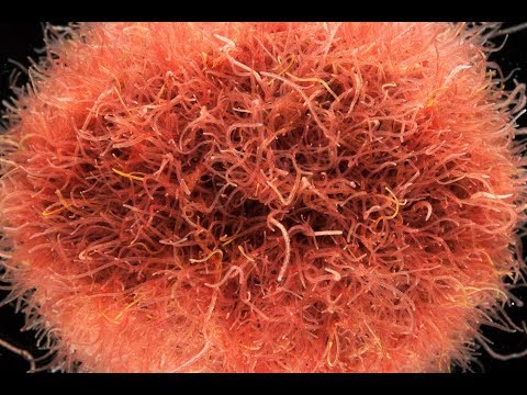 Видео: ДИСКУСЫ. Aquarists of Russia Обеззараживаем трубочник для кормления рыбы.