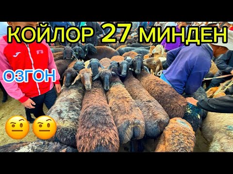 Видео: ОЗГОН КОЙ ЭЧКИ БААЛАРЫ 14.09.25.#памиртв #rek #озгон #кыргызкызы #